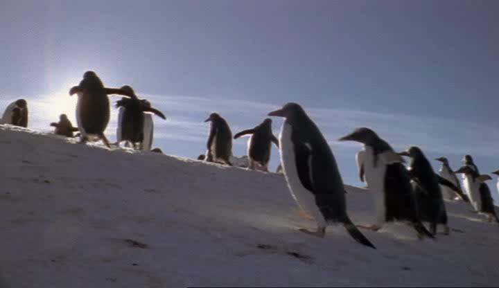 :  - BBC: Penguins of the Antarctic