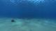     - Dolphins In The Deep Blue Ocean