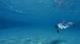     - Dolphins In The Deep Blue Ocean