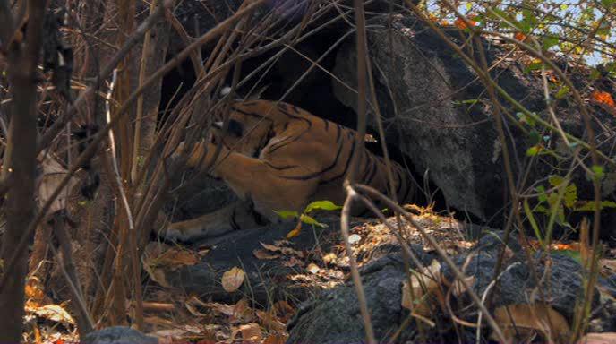 BBC:  -   - Tiger: Spy in the Jungle