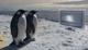 Фарс пингвинов - Farce of the Penguins