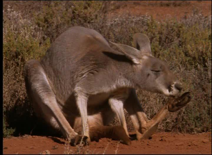 :   - National Geographic: Kangaroo Comeback