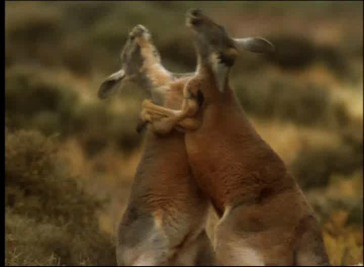 :   - National Geographic: Kangaroo Comeback