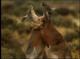 :   - National Geographic: Kangaroo Comeback