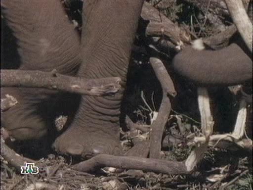 ,     - The Family that Lives with Elephants