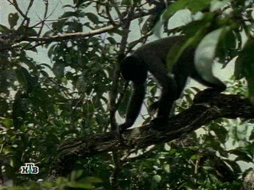    - Web of the Spider Monkey