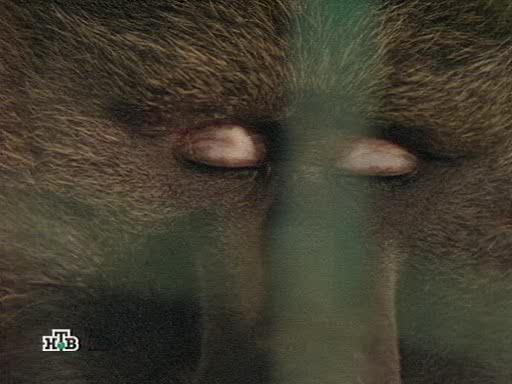   - Baboons too close for comfort