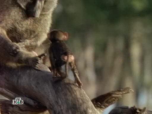    - Baboons too close for comfort