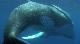    - (Dolphins and Whales 3D: Tribes of the Ocean)