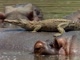 National Geographic Special:    - Last Feast of the Crocodiles