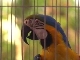 - - The Real Macaw