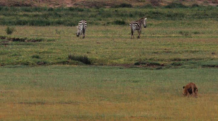    - Serengeti