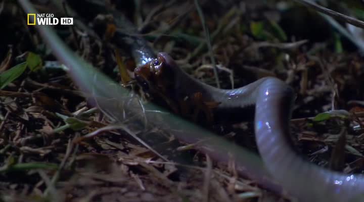 N.G:      - N.G: Worlds deadliest snakes