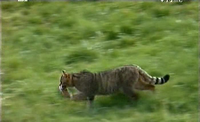   E :    - The Secret Life Of European Mammals: European Wildcat