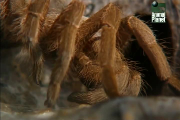 -    - Tarantula- Australias King of Spiders