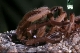 -    - Tarantula- Australias King of Spiders