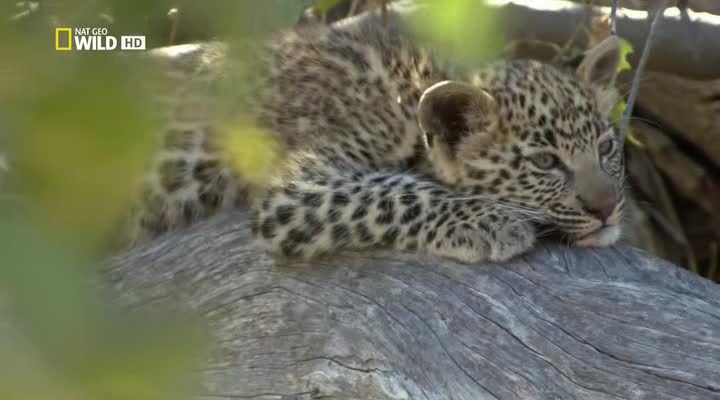    - Leopards of Dead Tree Island