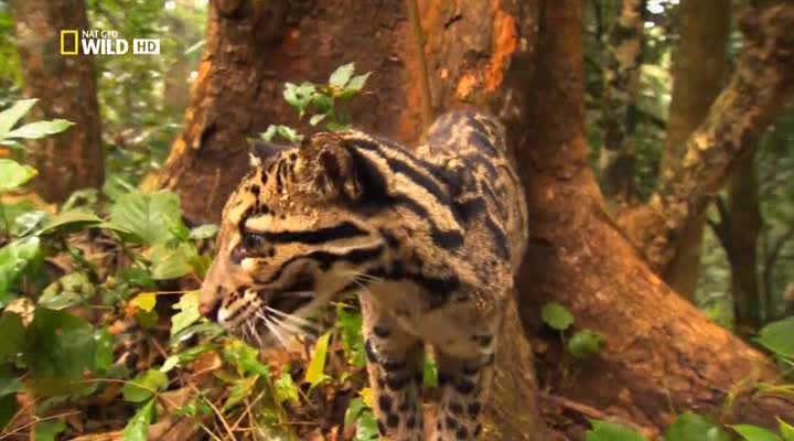    - National Geographic. Return of the Clouded Leopards