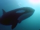 BBC: .  - BBC: Wildlife Special - Killer Whale