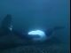 BBC: .  - BBC: Wildlife Special - Killer Whale