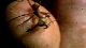        - Worlds Biggest and Baddest Bugs