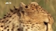 Nat Geo Wild: Человек против гепарда - Man vs. Cheetah