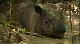 BBC: Мир природы. Ковчег сэра Аттенборо - BBC Natural World - Attenborough's Ark