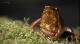BBC: Мир природы. Ковчег сэра Аттенборо - BBC Natural World - Attenborough's Ark