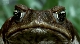 BBC: Мир природы. Ковчег сэра Аттенборо - BBC Natural World - Attenborough's Ark