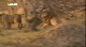 National Geographic: Дикая Ботсвана: Братство львов - National Geographic- Wild Botswana- Lion Brotherhood