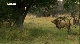 National Geographic: Дикая Ботсвана: Братство львов - National Geographic- Wild Botswana- Lion Brotherhood