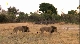 National Geographic: Дикая Ботсвана: Братство львов - National Geographic- Wild Botswana- Lion Brotherhood