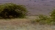 BBC: Большие птицы с Дэвидом Аттенборо - BBC- Natural World- Attenborough's Big Birds