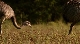 BBC: Большие птицы с Дэвидом Аттенборо - BBC- Natural World- Attenborough's Big Birds