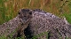 BBC: Большие птицы с Дэвидом Аттенборо - BBC- Natural World- Attenborough's Big Birds
