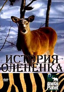 Animal Planet: История олененка - (Animal Planet: The Littlest Reindeer)