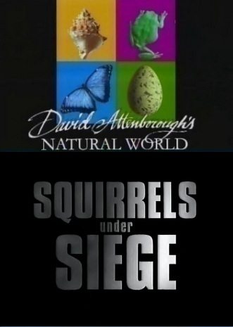 BBC:   :    - (BBC: Squirrels under SIEGE)