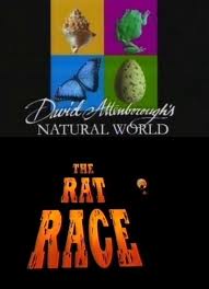 BBC:   :   - (BBC: The Rat RACE)