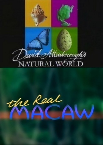 BBC:   :   - (BBC: The real MACAW)