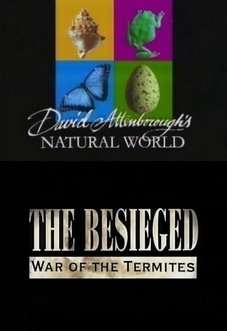 BBC:   :  -  - (The besieged War of the Termites)