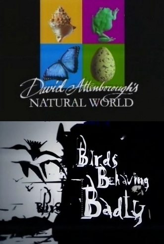 BBC:   :    - (Birds behaving Badly)