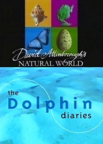 BBC:   :   - (BBC: The Dolphin diaries)