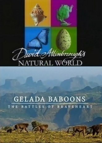 BBC:   :   -    - (BBC: Gelada baboons)