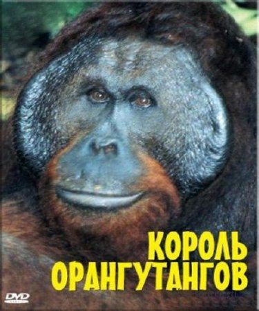 BBC: Живой мир (Мир природы): Король орангутангов - (The Natural World. The Orangutan king)