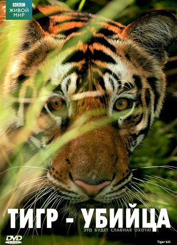 BBC:   ( ):  -  - (Natural World: Tiger Kill)