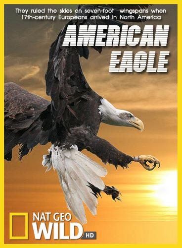 National Geographic: Белоголовый орлан - (National Geographic: American Eagle)