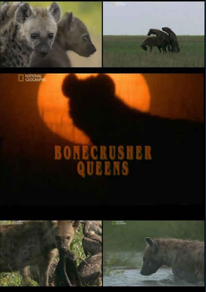 National Geographic:  -   - (Bonecrusher Queens)