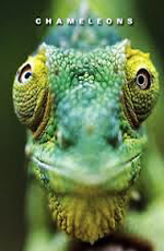 BBC:   - (BBC: Chameleons of the world)