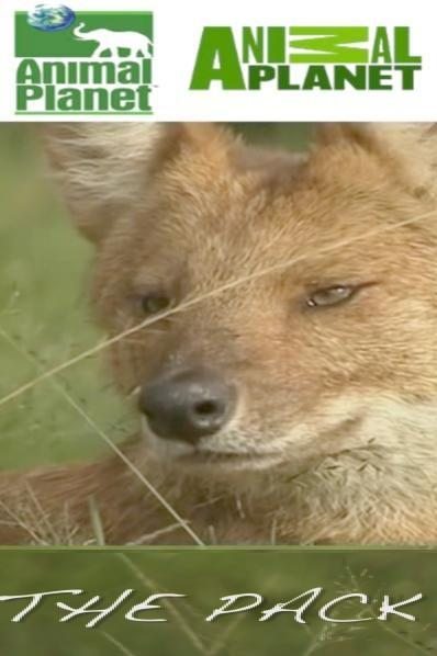 Animal Planet: .   - Animal Planet- The Pack. Dhole