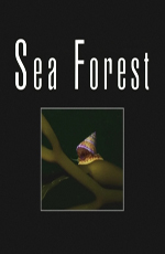 Морской лес - Sea Forest